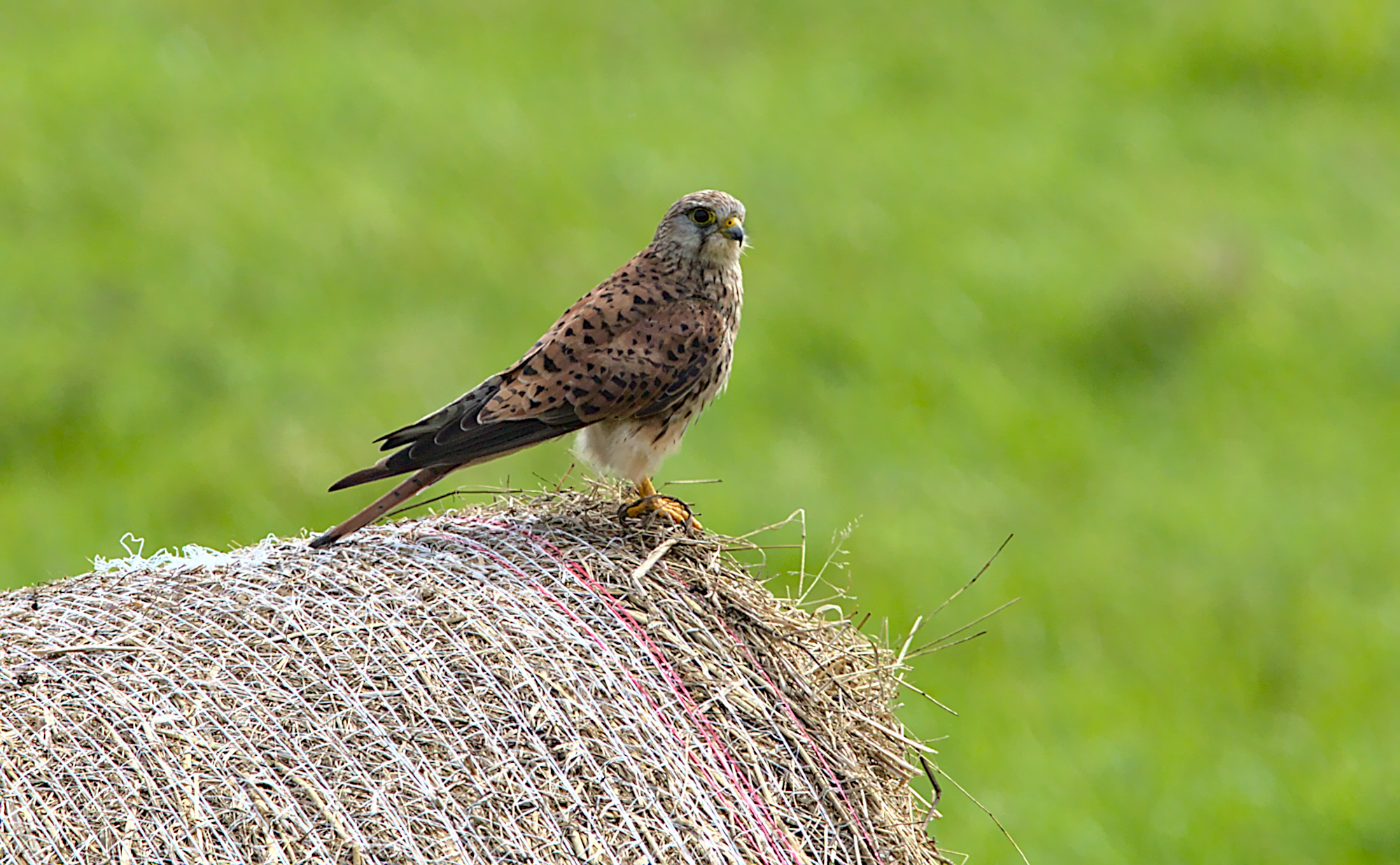 Turmfalke auf Beobachtungsposten